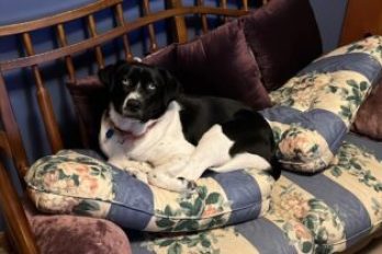 A Pup’s Guide to Leading in a System