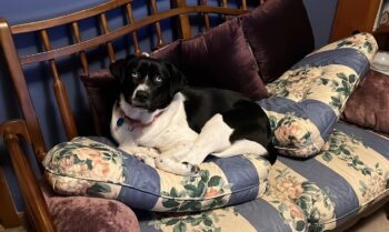 A Pup’s Guide to Leading in a System