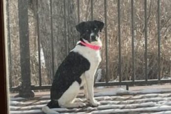 Quiet Cracking: A Canine Coach’s Take on Level 3 Energy