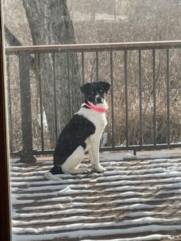 Quiet Cracking: A Canine Coach’s Take on Level 3 Energy