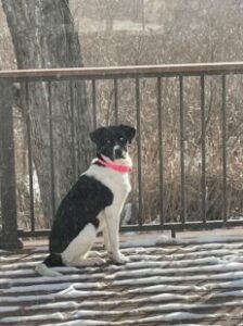 A Canine Co‑Coach on Being Seen