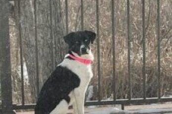 A Canine Co‑Coach on Being Seen