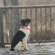 A Canine Co‑Coach on Being Seen