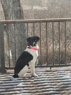 A Canine Co‑Coach on Being Seen