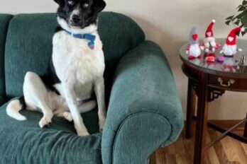 A Dog’s‑Eye View on Reinvention, Memory, and Why You’re More Ready Than You Think