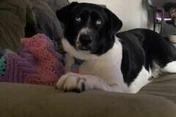 Holographic Thinking… According to Your Canine Chief Information Officer