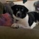 Holographic Thinking… According to Your Canine Chief Information Officer