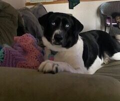 Holographic Thinking… According to Your Canine Chief Information Officer