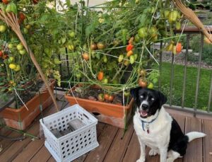 Jakki's Blog: Gardening, Growth, and the Occasional Squirrel