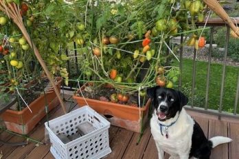 Jakki’s Blog: Gardening, Growth, and the Occasional Squirrel