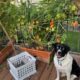 Jakki’s Blog: Gardening, Growth, and the Occasional Squirrel