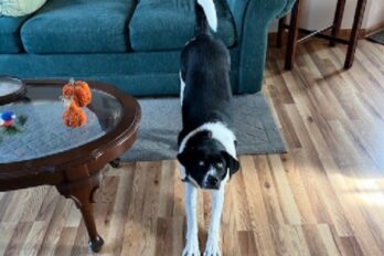 A Canine Coach’s Guide to Mindset Mobility