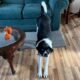 A Canine Coach’s Guide to Mindset Mobility