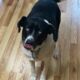 HACK™ for Humans: A Canine Co‑Coach’s Guide to Innovation Leadership