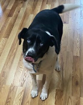 HACK™ for Humans: A Canine Co‑Coach’s Guide to Innovation Leadership